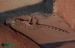 Cyrtopodion scabrum
