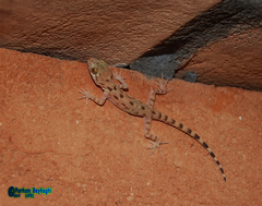 Cyrtopodion scabrum