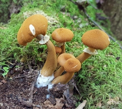 Cystoderma granosum