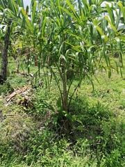Cocoseae