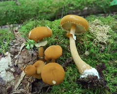 Cystoderma granosum