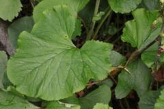 Ligularia splendens