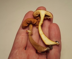 Cystoderma granosum