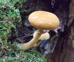 Cystoderma granosum
