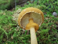 Cystoderma granosum