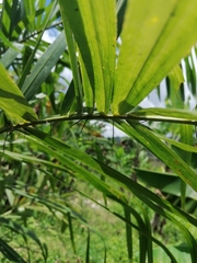 Cocoseae