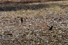 Amblyospiza albifrons