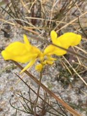 Utricularia cornuta