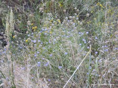Rumex papillaris