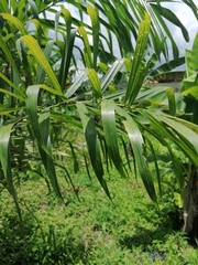 Cocoseae