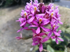 Epidendrum secundum