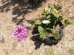 Epidendrum secundum