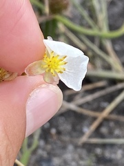 Sagittaria rigida