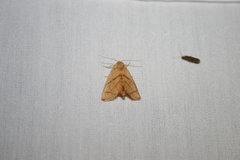 Apoda y-inversa