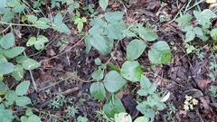 Desmodium cuspidatum longifolium