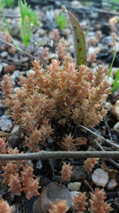 Glomeratae