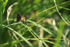 Piruna penaea