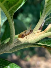 Enchenopa squamigera