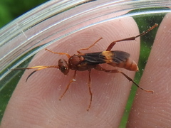 Trogomorpha arrogans