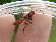 Trogomorpha arrogans