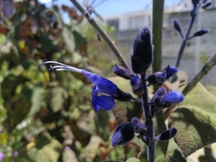 Salvia macrophylla