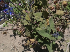 Salvia macrophylla