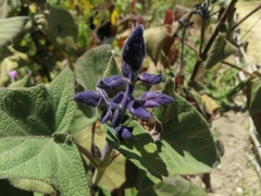 Salvia macrophylla