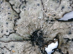 Umbilicaria torrefacta