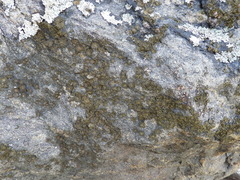 Umbilicaria torrefacta