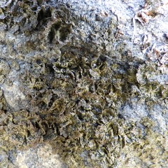 Umbilicaria torrefacta