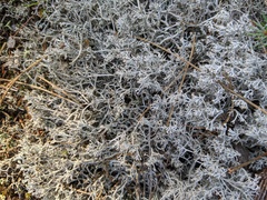 Cladonia arbuscula mitis