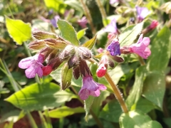 Pulmonaria officinalis