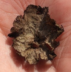 Umbilicaria torrefacta