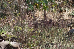 Pternistis natalensis