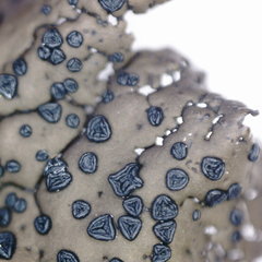 Umbilicaria torrefacta