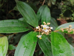 Miconieae