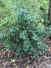 Alectryon diversifolius