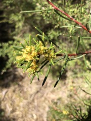 Hakea pachyphylla