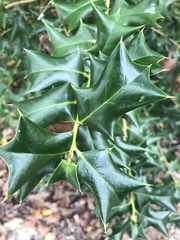 Alectryon diversifolius