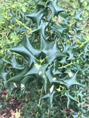 Alectryon diversifolius