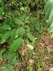 Miconia minutiflora