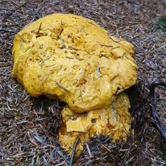 Fungi