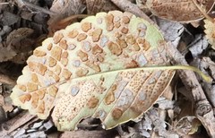 Xanthogaleruca luteola