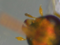 Halticoptera laevigata