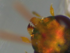 Halticoptera laevigata