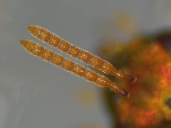 Halticoptera laevigata