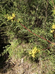 Hakea pachyphylla