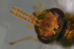 Halticoptera laevigata