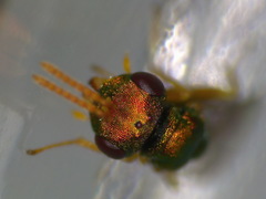 Halticoptera laevigata