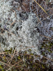 Cladonia stygia